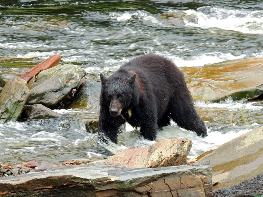 Black bear spotted at Neets Bay