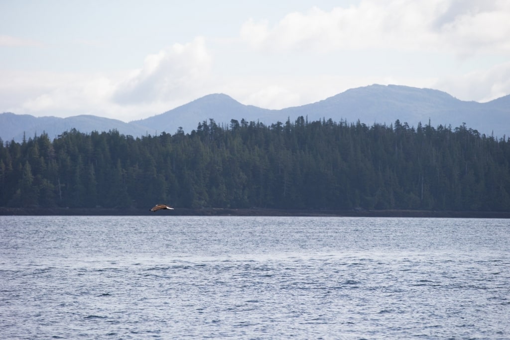 Cruising through the George Inlet