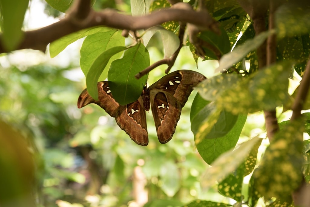 Butterfly at the Tropical Forest and Botanical Garden