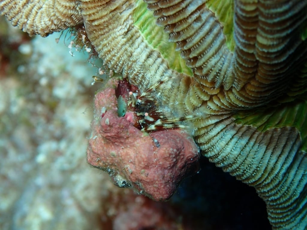 Crab spotted while snorkeling in Looe Key Reef Marine Sanctuary