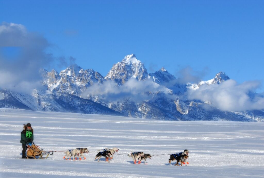 Sled dogs at the Iditarod Trail
