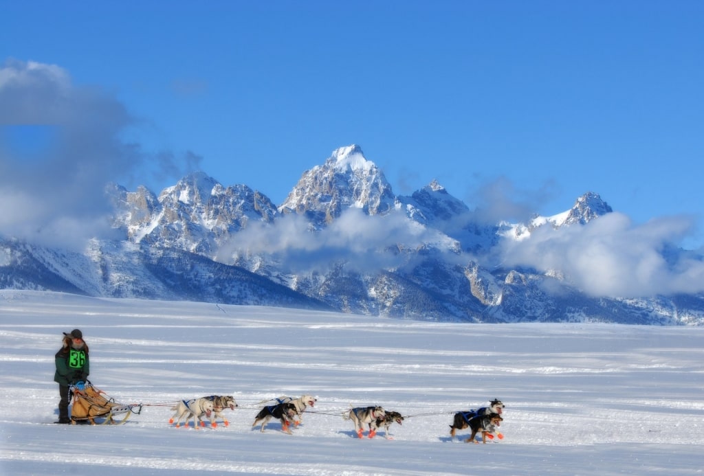 Sled dogs at the Iditarod Trail