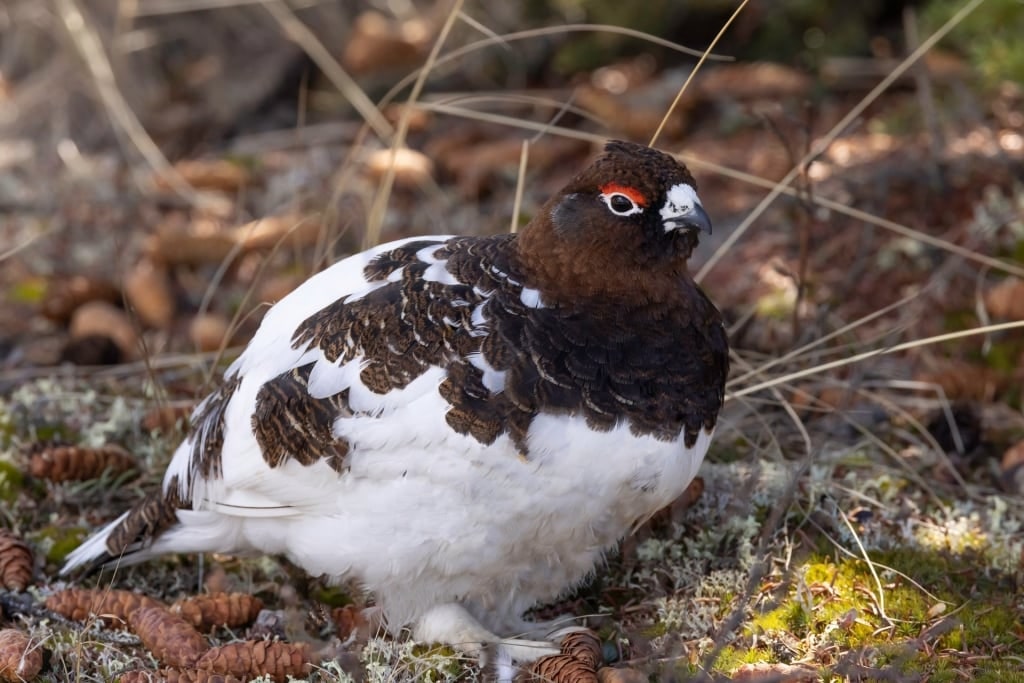 White and brown willow ptarmigan