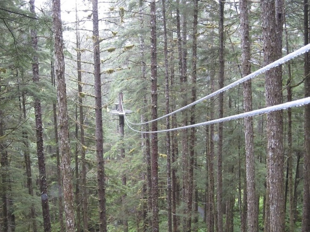 Massive trees at the Eagle Creek Falls in Ketchikan