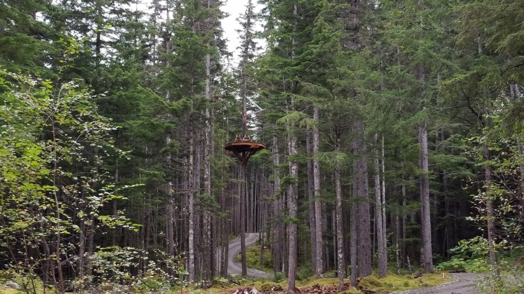 Lush landscape of Grizzly Falls Zipline