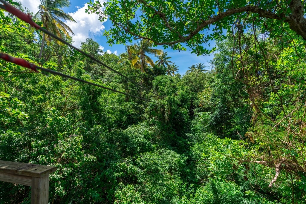 Lush landscape of Morne Coubaril Estate