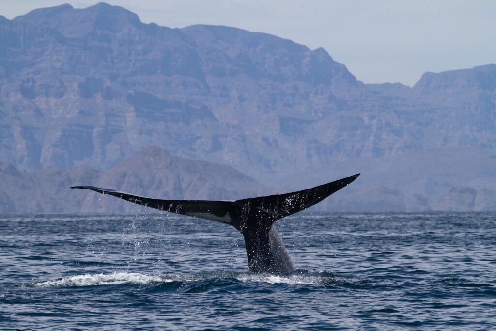 Blue whale in Baja California