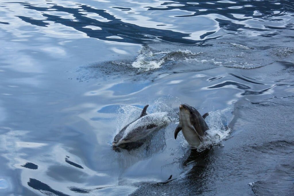 Bottlenose dolphins in New Zealand