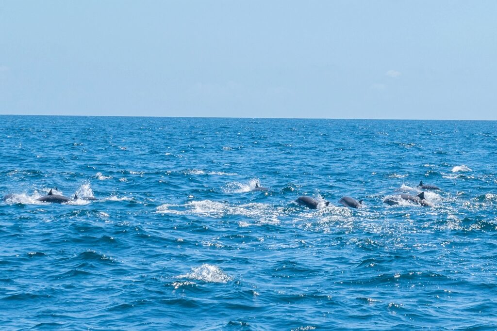 Dolphins spotted near Grenada