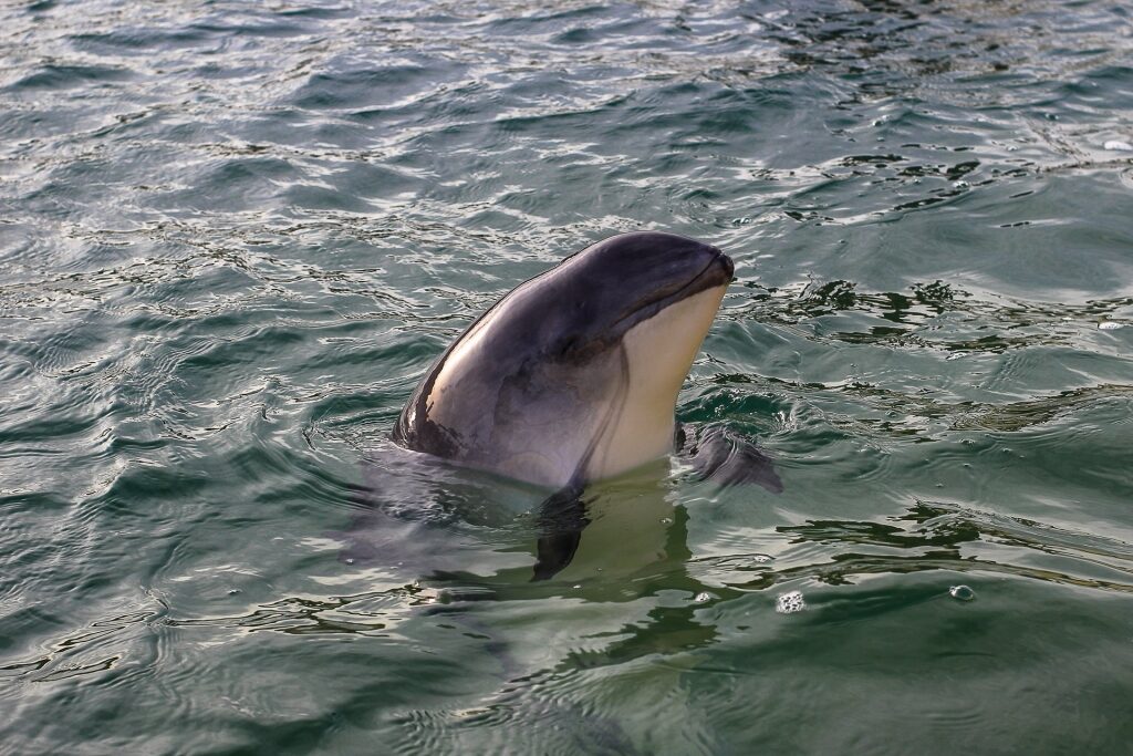 How to spot marine mammals from a cruise ship - Harbor porpoise