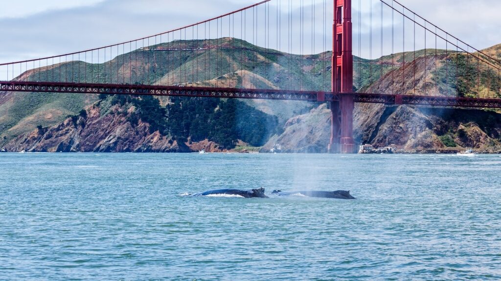 Humpback whale spotted near the Golden Gate Bridge