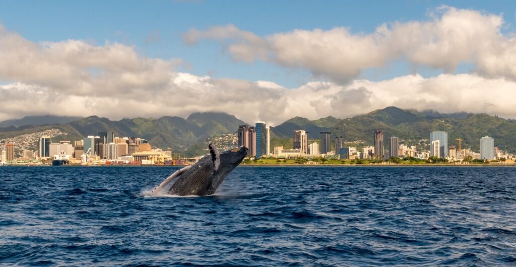 Humpback whale in Hawaii with view of the city