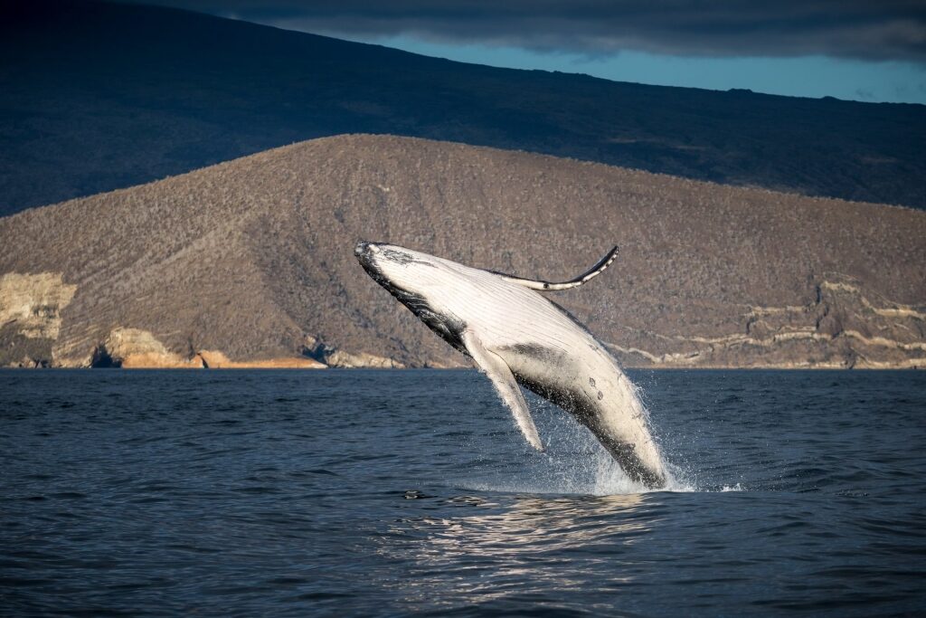 Humpback whale breaching in Isabela Island, The Galapagos