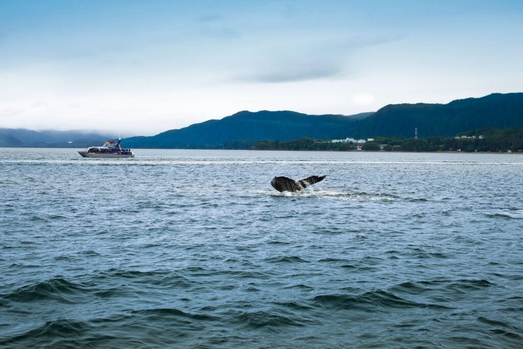Whale watching excursion in Alaska
