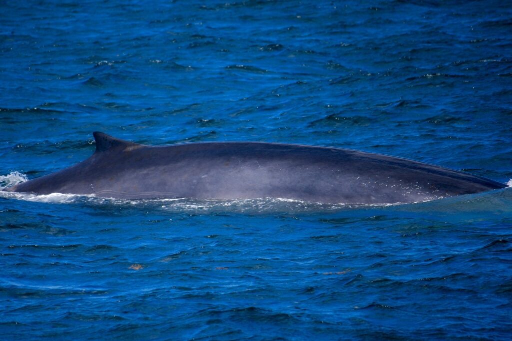 How to spot marine mammals from a cruise ship - Minke whale