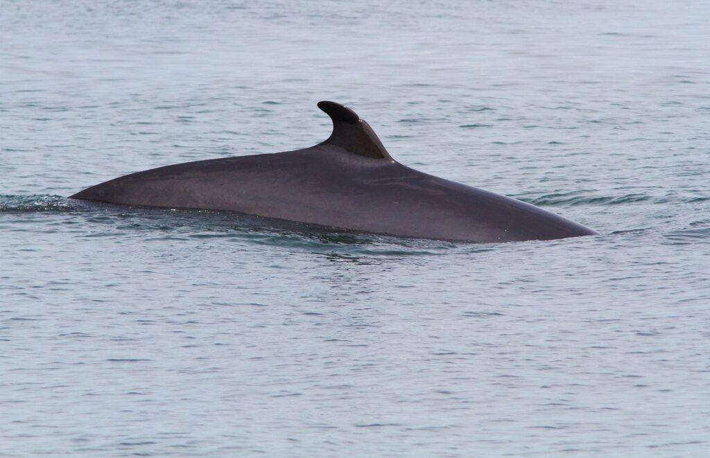 Minke whale spotted in Quebec
