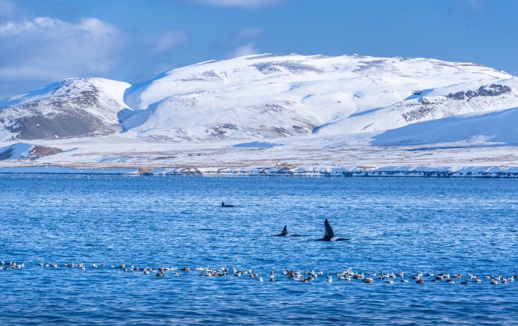 Orca whale in Iceland with snowy mountains as backdrop
