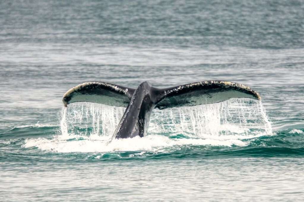 Whale tail fluke spotted in Alaska