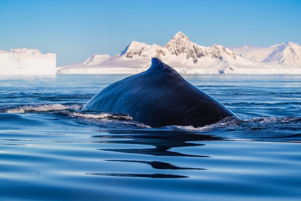 Humpback whale in Antarctica with icy landscape