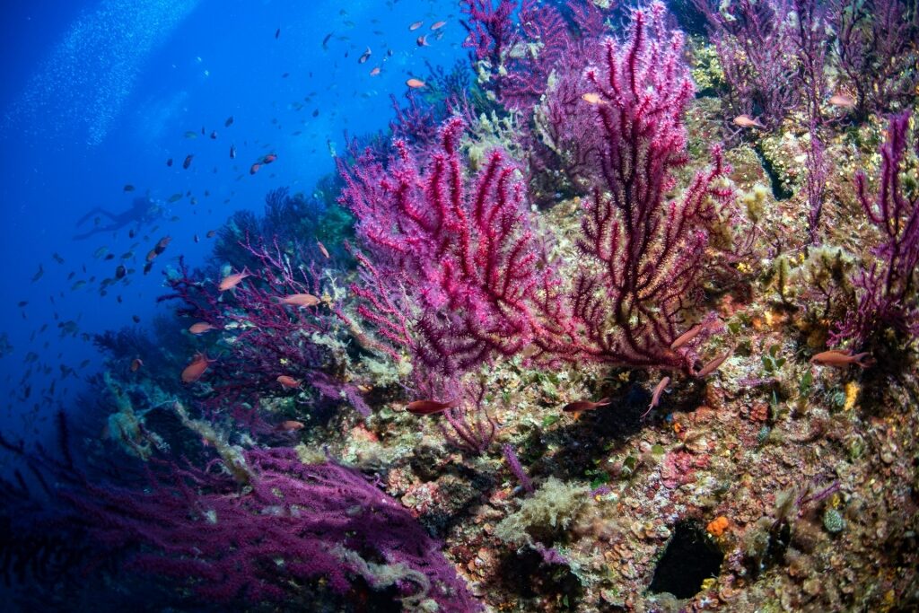 Colorful corals in Portofino Marine Park