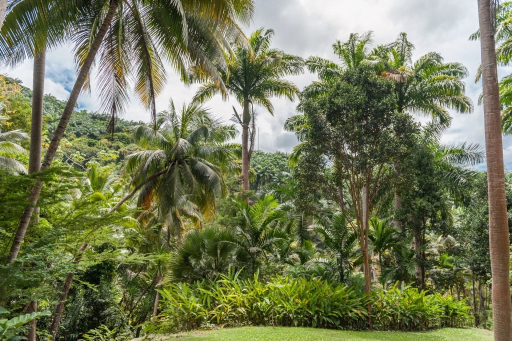 Lush landscape of Flower Forest Botanical Gardens