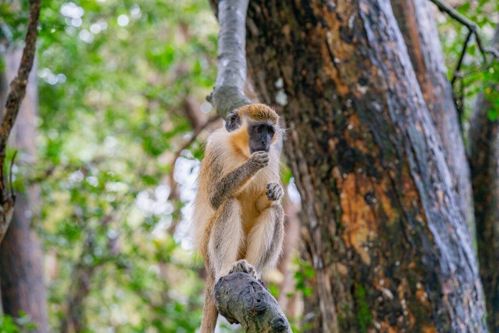 Green monkey on a tree at the Barbados Wildlife Reserve
