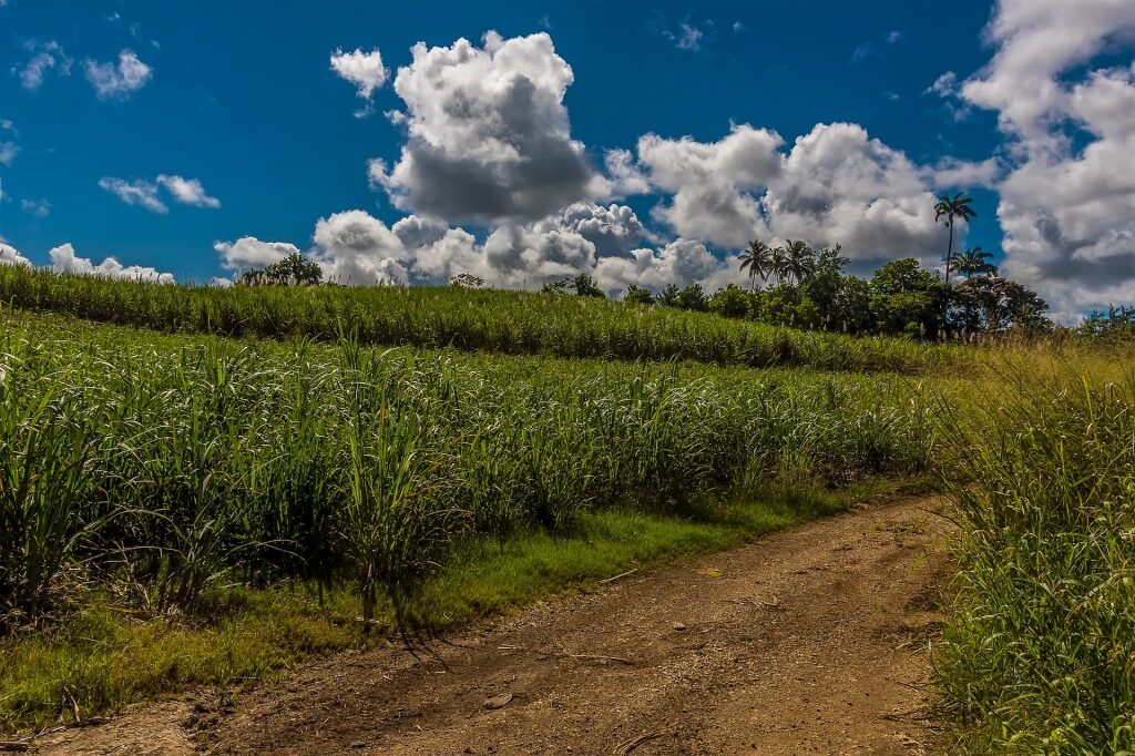 Sugar plantation in Barbados