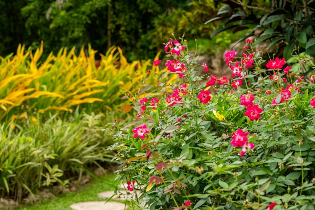 Flowers blooming at the Orchid World and Tropical Flower Garden