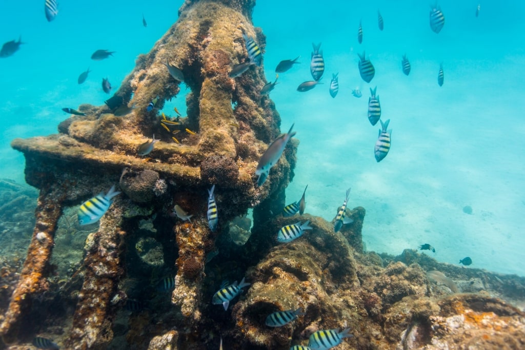 Shipwreck in Carlisle Bay