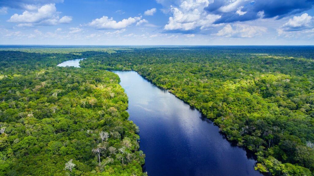 Lush view of the Amazon rainforest