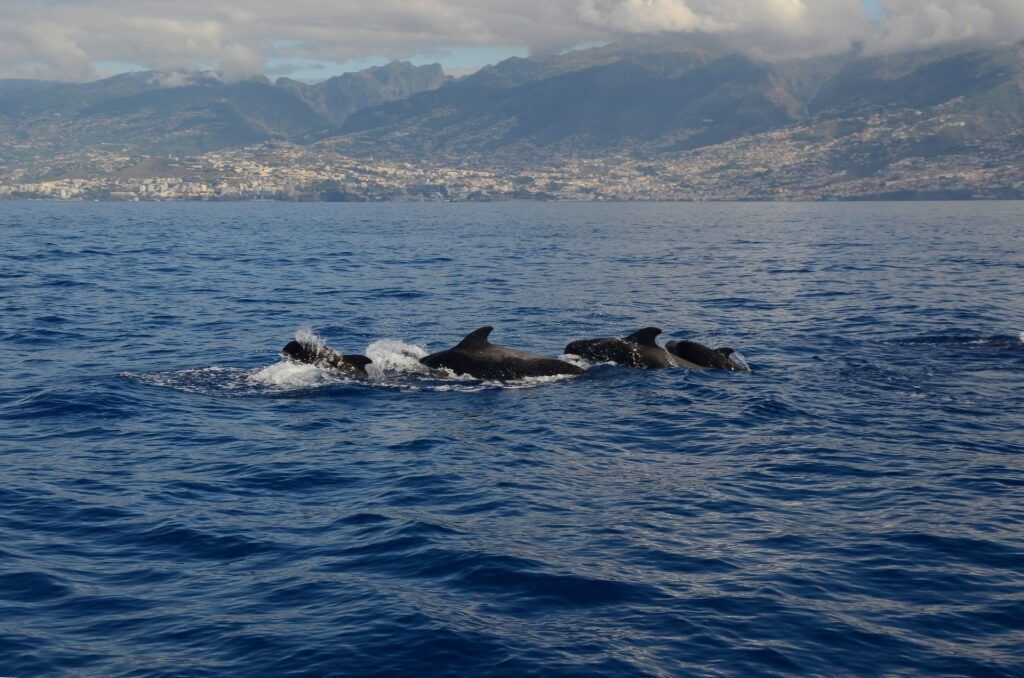 Whales spotted near Madeira