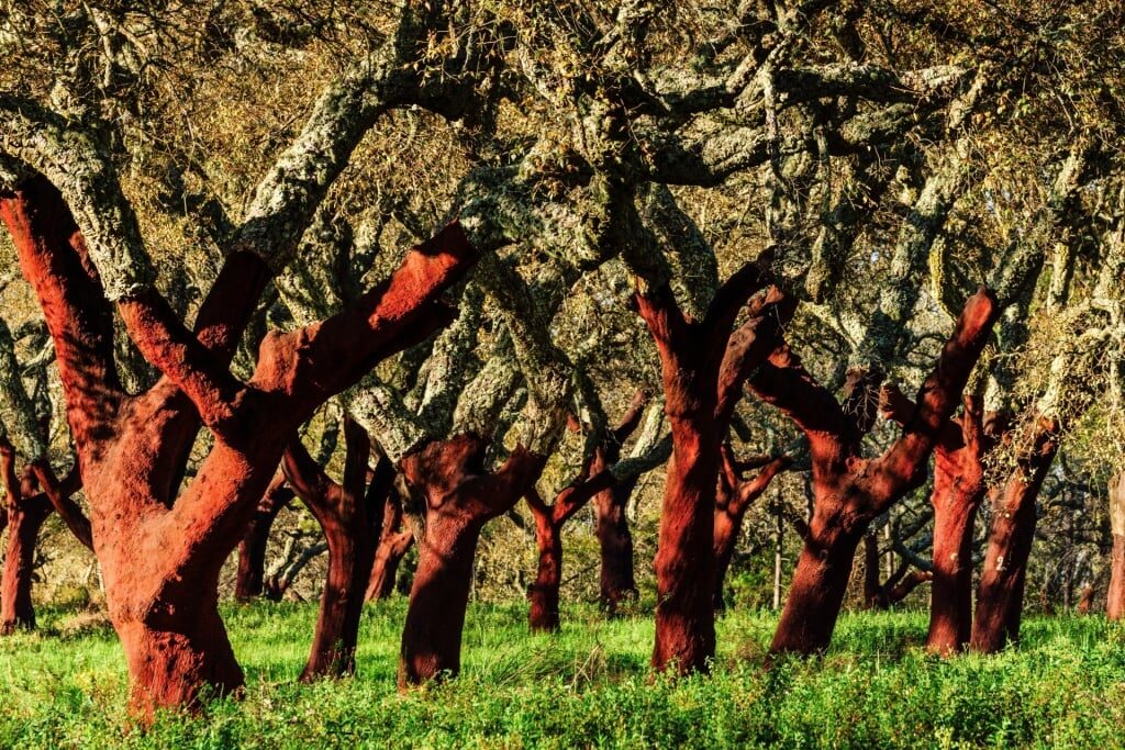 Trees in Évora Forest