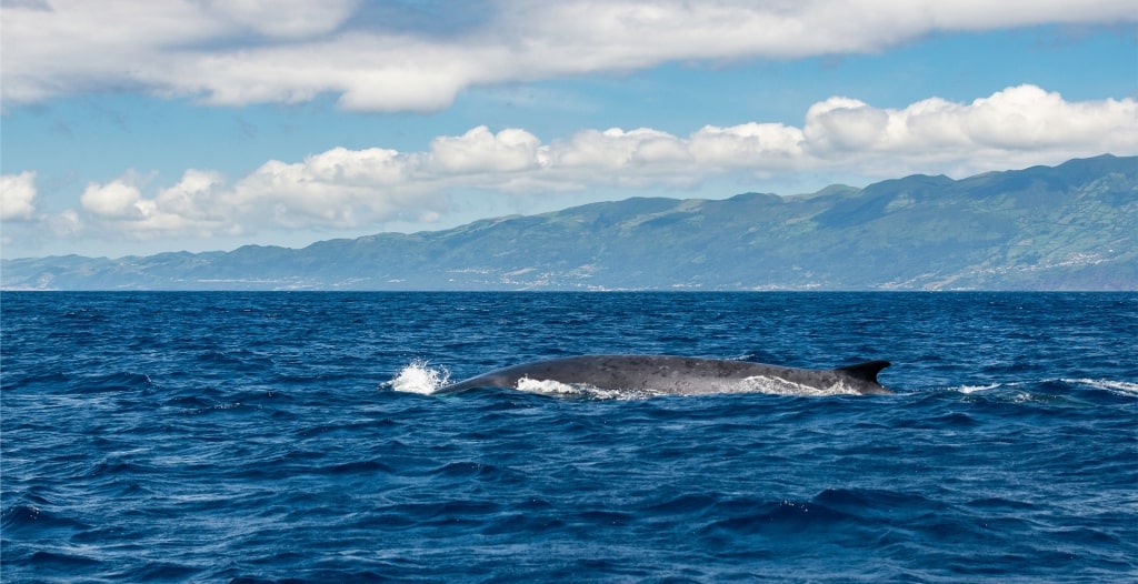 Whale spotted near São Miguel Island, Azores