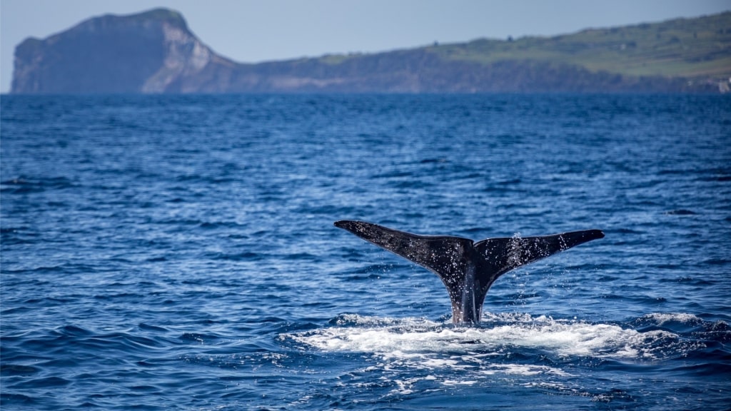 Sperm whale spotted in the Azores