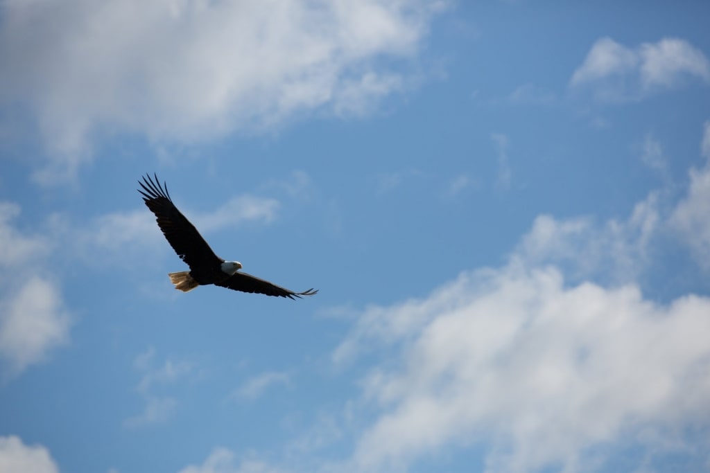 Bald eagle spotted at the Alaska Raptor Center