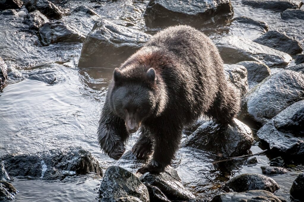 Black bear crossing the river