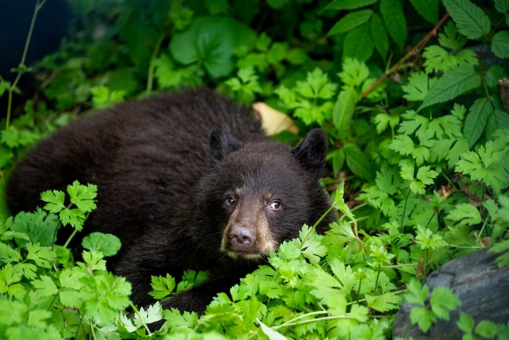 Black bear resting in the forest