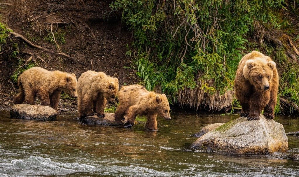 Brown bear, one of the most popular animals in Alaska