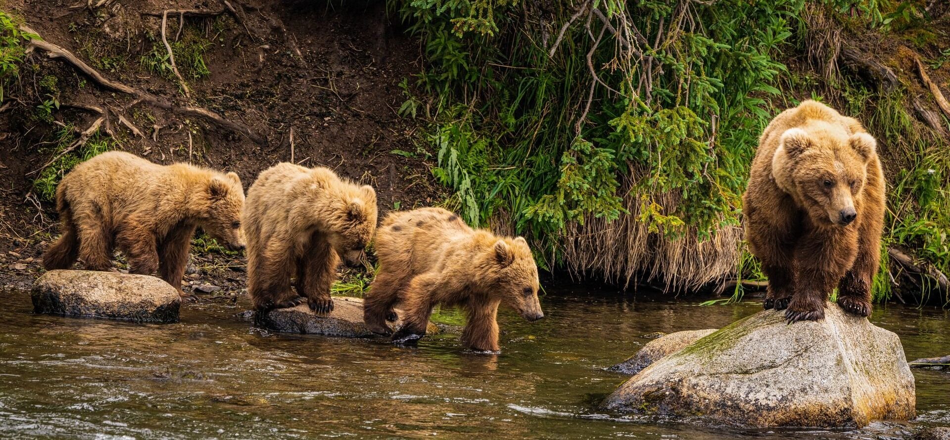 13 Amazing Animals in Alaska to Spot on Your Next Trip | Celebrity Cruises
