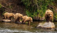 Alaska Animals Photography