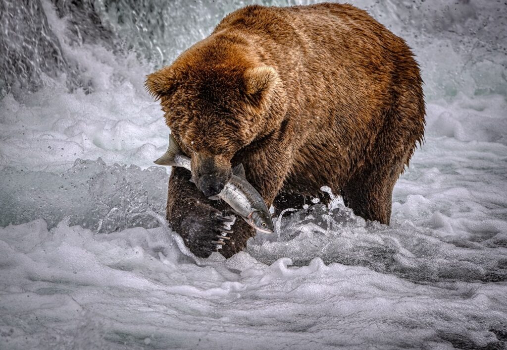 Brown bear eating salmon 