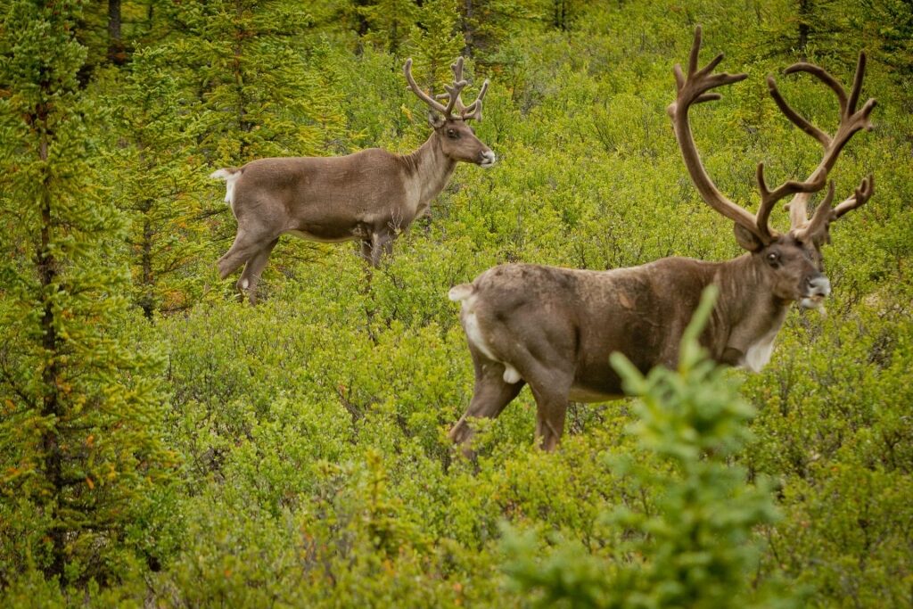 Caribous wandering around the forest