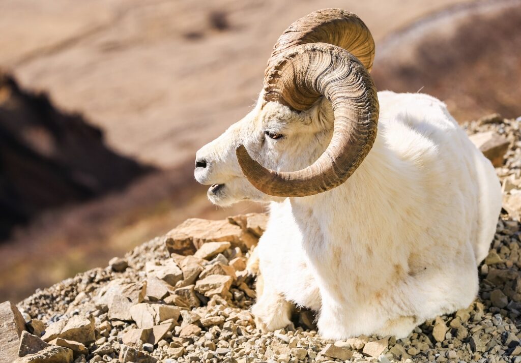 Majestic dall sheep in Alaska