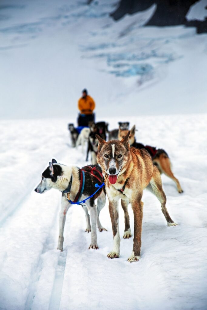 Beautiful Alaskan huskies carrying sleds