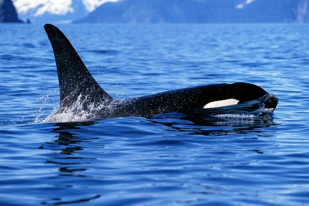 Orca, one of the most popular animals in Alaska
