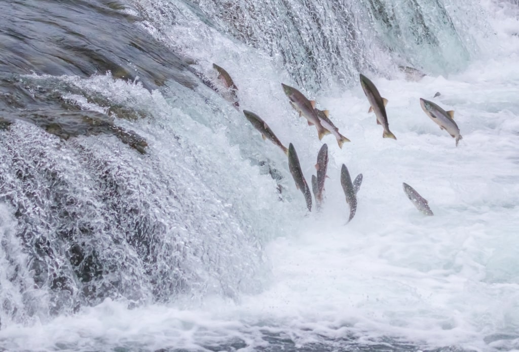 Salmon at a creek in Alaska