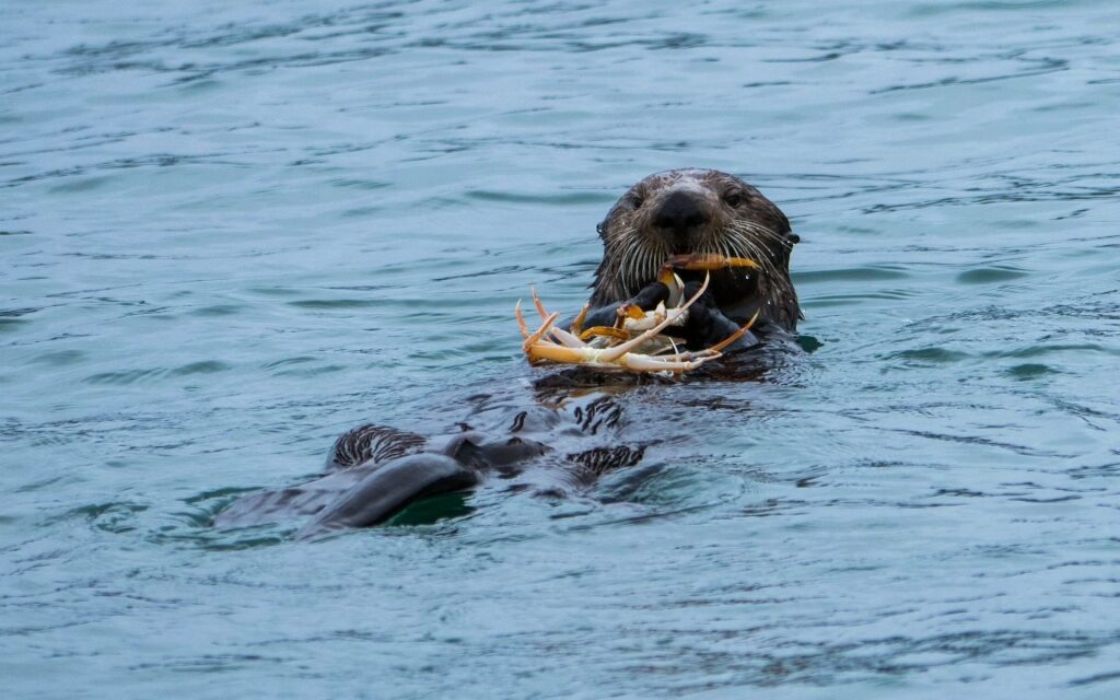Sea otter spotted in Sitka Sound