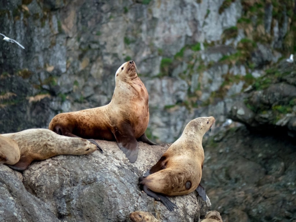 Steller sea lions on a rock