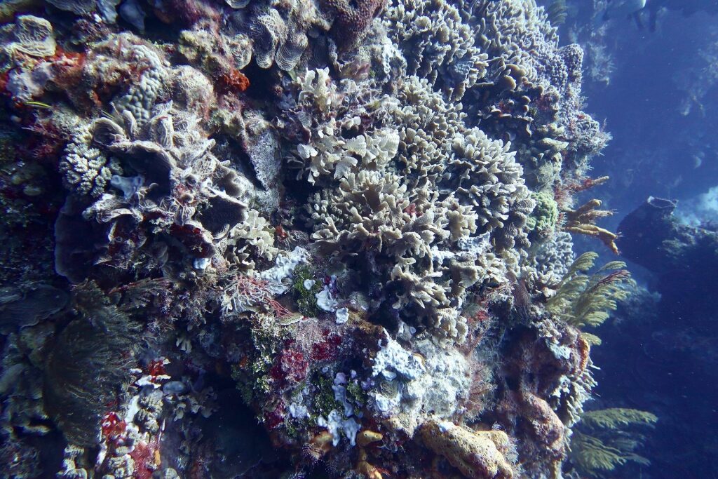 Beautiful coral reef in Santa Rosa Wall, Cozumel