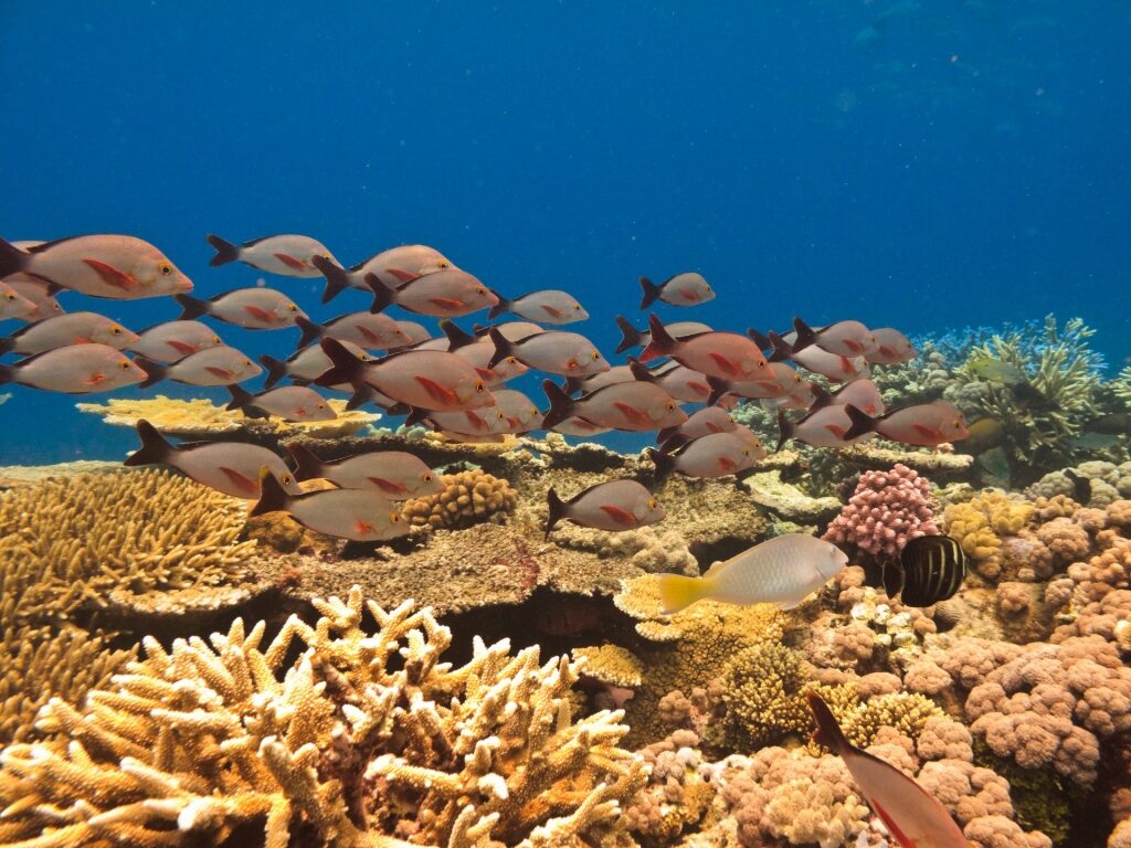 Marine life in the Great Barrier Reef